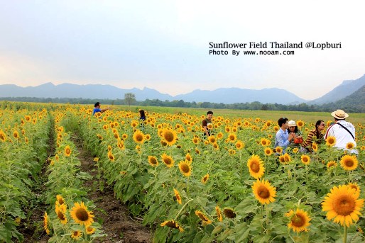 ทุ่งทานตะวัน เขาจีนแล จังหวัดลพบุรี ดอกไม้สวยๆ พร้อม วิวภูเขา พื้นที่กว่า 1400 ไร่